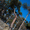 L1004593-001