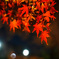 夜の紅葉