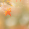 autumn memories