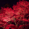 大山紅葉ライトアップ
