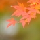 MOMIJI