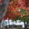 もみじ紅葉