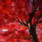 紅葉2024（紅い天井）