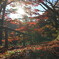 紅葉2024（高遠城址）