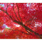 俳諧歳時記A576・・・♪