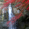 紅葉の箕面大滝