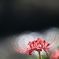 水中花