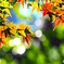 紅葉半ば