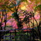  龍野公園 紅葉谷・聚遠亭