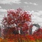 河川敷の紅葉
