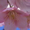 河津桜