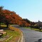 八重桜たちの紅葉