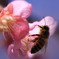 蜜集め