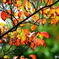 紅葉24-①
