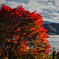 河口湖の紅葉