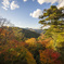 高尾山の紅葉