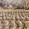 愛宕念仏寺2