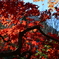 箱根美術館の紅葉