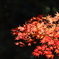1DX_8966