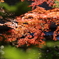 1DX_8968
