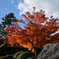 箱根美術館の紅葉