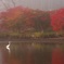 秋の朝霧に映る  