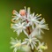白い線香花火