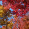 gradation