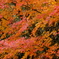 DSCF6139