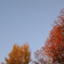 2色の紅葉　