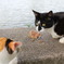 ごはん