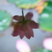 水中莲