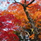 紅葉の錦
