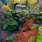 京紅葉2024＿大原・古知谷 阿弥陀寺07