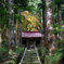 木漏れ日の金勝寺