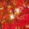 日の輝る紅葉♡