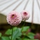 Dahlia