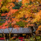 鳥居本の紅葉2