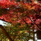 紅葉と梵鐘