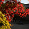 師走の初日　花花しく咲く紅葉