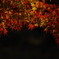 紅葉２