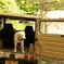 寝起きのわんこ