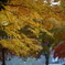 紅葉谷1 85mm