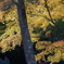 紅葉谷2　85mm
