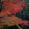 紅葉谷3  85mm