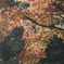 紅葉を見に行こうよう