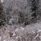雪の森