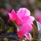 山茶花