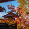 真如堂の紅葉