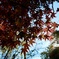 色付く公園
